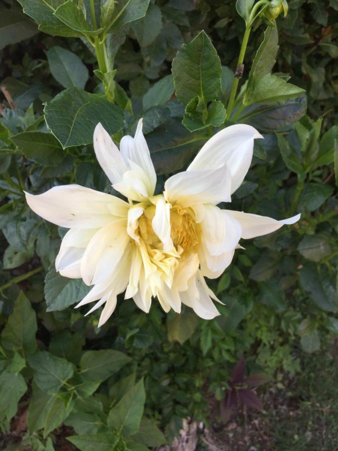 La Magnolia Daire Riccò del Golfo di Spezia Dış mekan fotoğraf